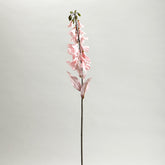 Pink Morning Glory Vine Flowers